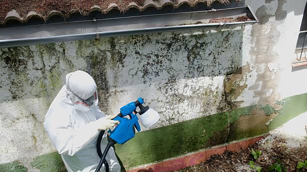 Top rated local Mold Remediation specialists in Royston, GA